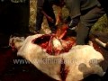 Animal Slaughter in North-East India