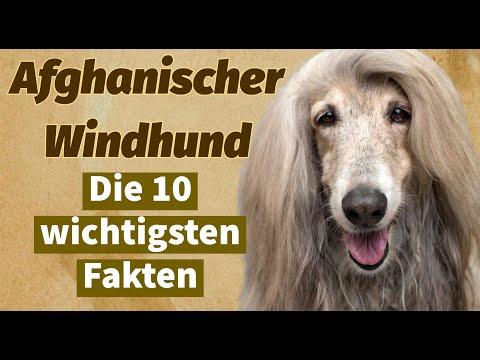 Video: Die Größe eines Windhunds