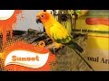 Basic Bird Care & Cage Maintenance Routine - Sun Conure Cockatiel Parrot