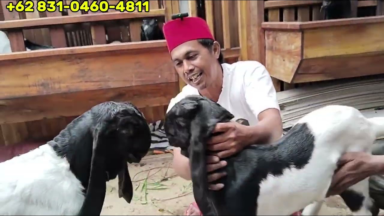 Kambing etawa wedus etawa babon nyadil spek alusan bluwrr dan riviu kandagtemen breding alusan bagus