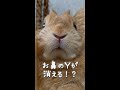 お鼻のＹがたまになくなります（笑） #うさぎ #bunny #Shorts