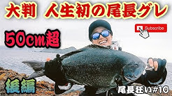尾長狂い 奄美大島磯釣り Shore Fishing Amami Youtube