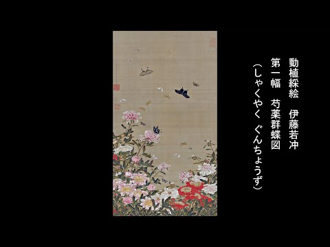 動植綵絵 伊藤若冲 「第一幅 芍薬群蝶図（しゃくやく ぐんちょうず