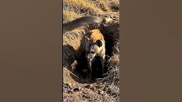 Hyena Hides from Hippo but Gets Caught by a Python | Wild Animal Encounter #viralvideo #animals