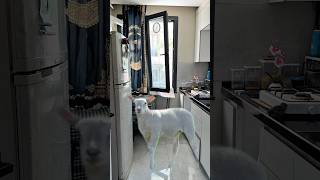 Evimizin içine koyun girdi #shortvideo #shortvideos #shorts #gaming 