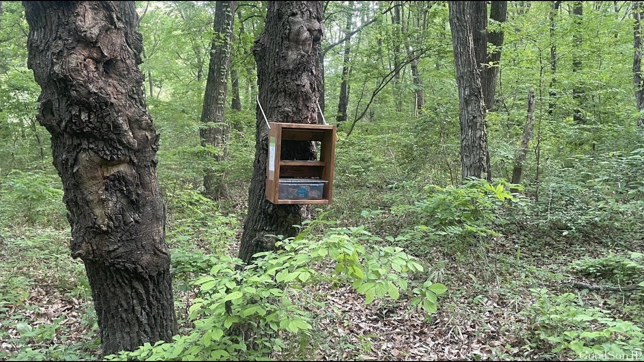 ７年間熟成させたバナナトラップを寒い地域のクヌギの森に仕掛けてみた...【2025年カブトムシ・クワガタ採集】