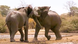 Top 5 Nail-Biting Elephant Moments | BBC Earth