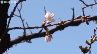 東京都心で桜が開花　昨年と並び最速
