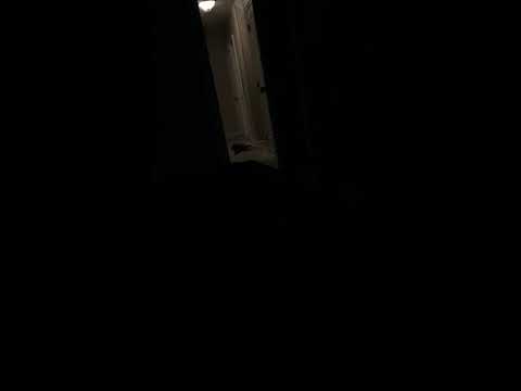 camera iphone 8 plus apk Flat cat