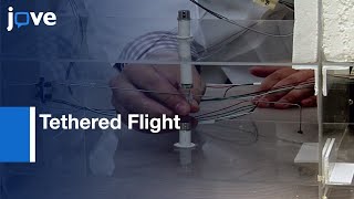 Tethered Flight Study by Flight Mill in Insects | Protocol Preview