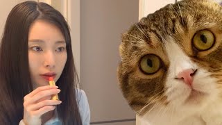 ママがメイクを始めると気になって集合しちゃう親子猫