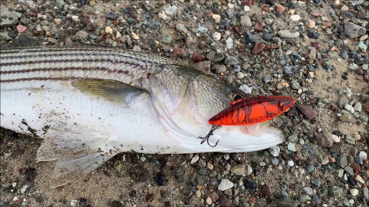 California aqueduct striped bass fishing YouTube
