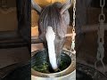 初公開！デルマネコダマシの素顔
