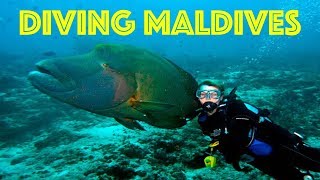 Scuba Diving Maldives (AMAZING) HD