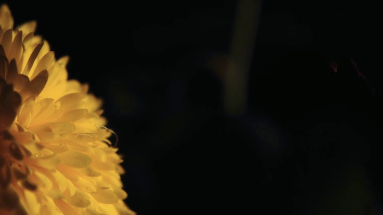 Amazing Flower Montage Shot On iPhone 4s