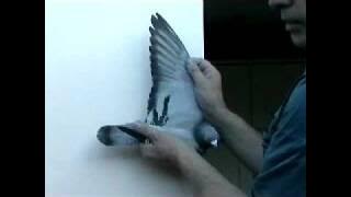 Cara Menilai Jarak Balap Merpati