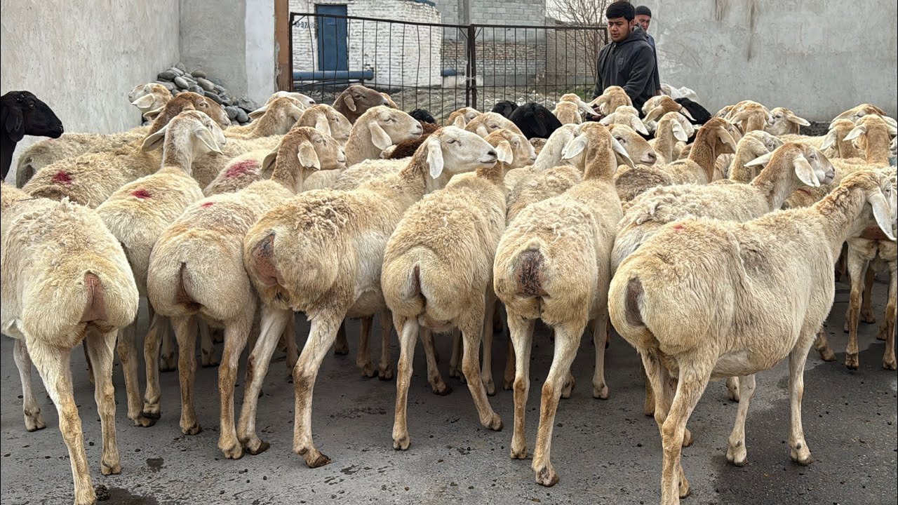 AVGON SOVLUQLAR ARZONLAB KETDI SHOSHILING ENDI 😱