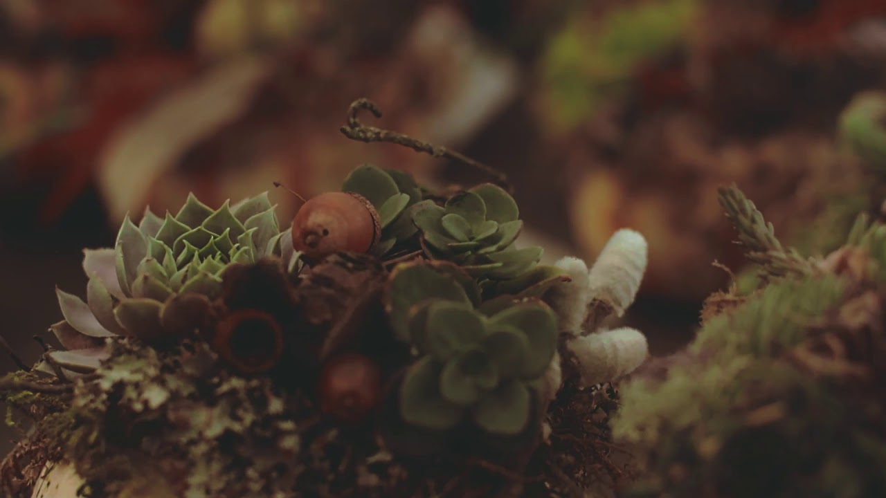 Succulent Plants Closeup | Cool Video For Relaxing #30