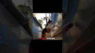 This Cat’s Goodbye Melted Everyone’s Heart !!