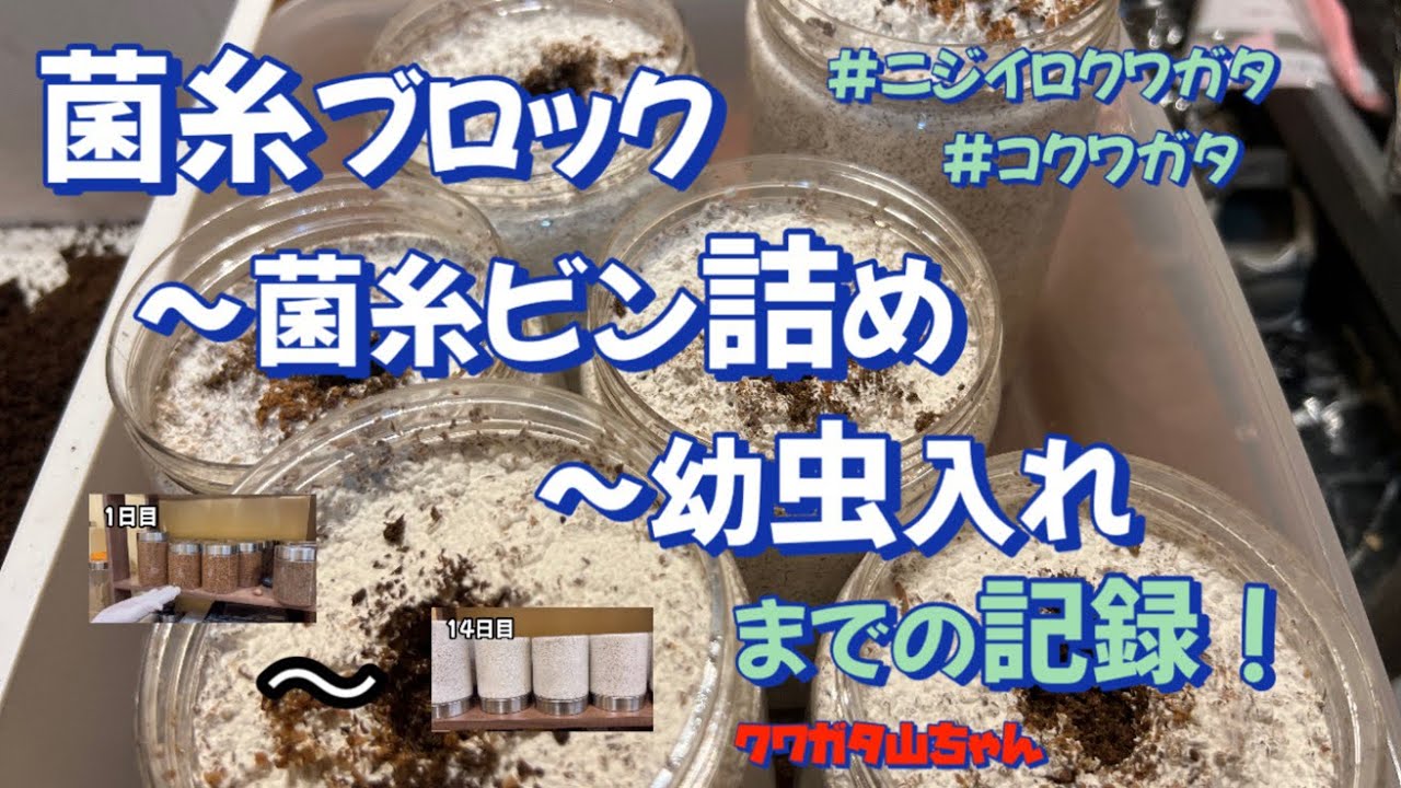 菌糸ブロックのビン詰めから幼虫を入れるまでの記録❗️ - YouTube