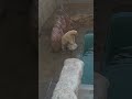 おもちゃいじめフブキ #GAO #男鹿水族館GAO #ホッキョクグマ #シロクマ #フブキ #shorts