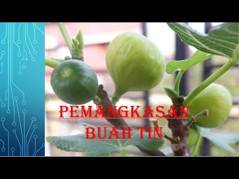 Video: Pemangkasan Pohon Ara - Kapan Dan Cara Memangkas Pohon Ara