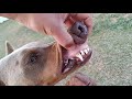 MISTUREI PIT COM DOBERMANN E FILA COM MASTIFF INGLÊS | Dragons Pit Kennel