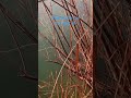 New video today abandoned lake