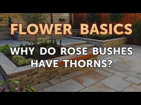 Video: Why Are Roses Thorny