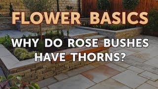 Why Do Rose Bushes Have Thorns?