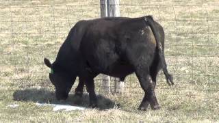 STF 19LZ 1/2 simmental 1/2 angus bull for sale!