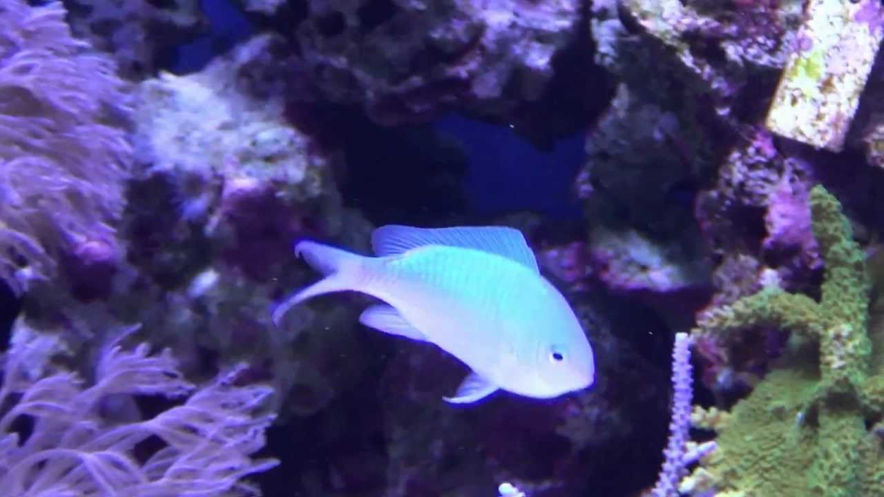 海の生き物 デバスズメダイ Blue Green Damselfish Youtube