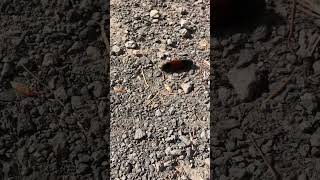 Fluffy Caterpillar Getting It Done! #shorts #larva #caterpillar