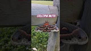 Giant Cecropia Moth