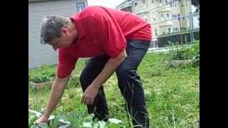 Tour of Fall River YMCA's garden after vandalism