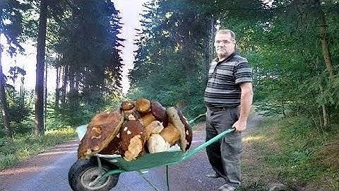 Picking king boletus. Best mushroom video.2025