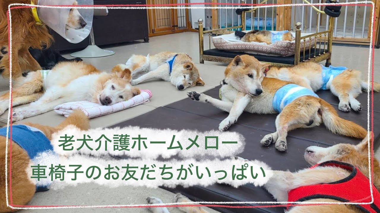 【老犬介護ホームメロー】車椅子のお友だちがいっぱい🐕🐕