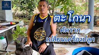 ตะโกนา คัดราก เปลี่ยนเครื่องปลูก บอนไซมือใหม่ บอนไซ บอนไซไทย bonsaistation