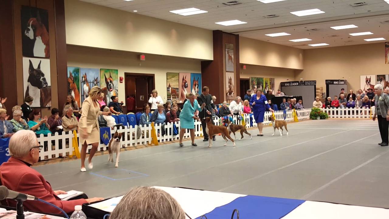 American Boxer Club 912 Month Futurity Winner and Reserve Winner YouTube