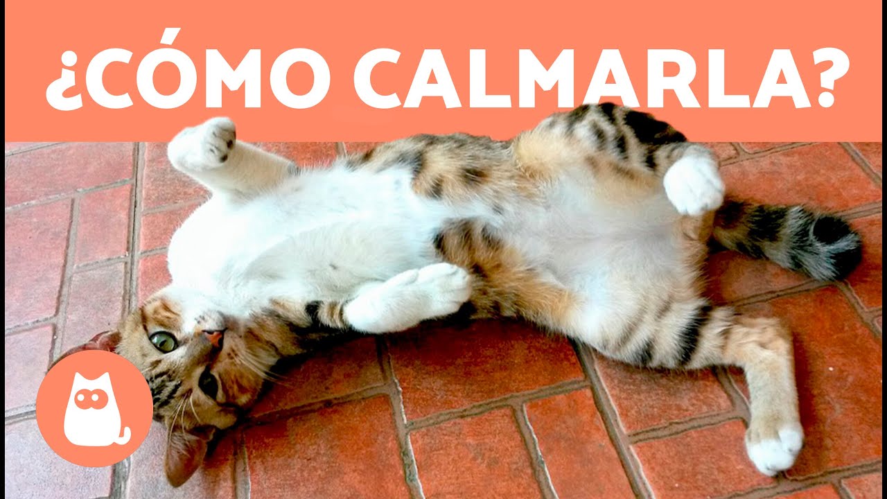Cómo CALMAR a una GATA en CELO 🐱 ¿Se puede ESTERILIZAR a una GATA en