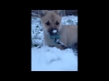 Norwegian buhund and Pitbull の動画、YouTube動画。