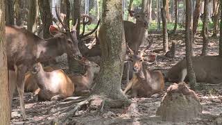 Sambar family