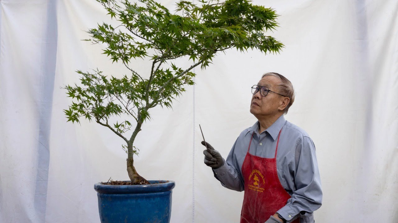 Reducing the size of your tree is important for bonsai proportions ...
