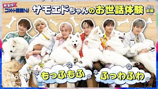 [A?B?C?DXTEEN!]  #19 いきもの係🏫サモエドちゃんのお世話体験！🐾〜前編〜
