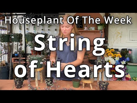 String of Hearts - Houseplant of the Week - YouTube