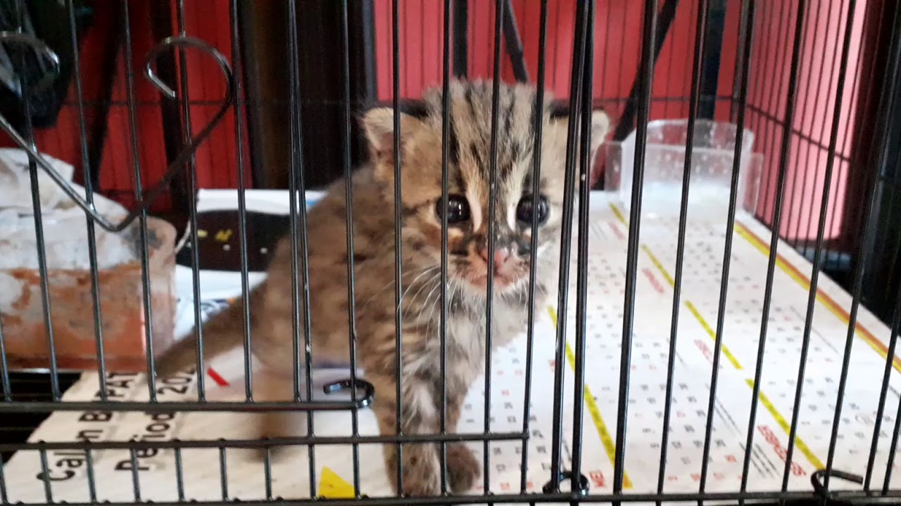 Anak kucing hutan lucu banget 