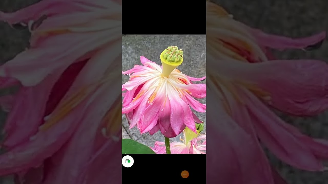 lotus flower YouTube