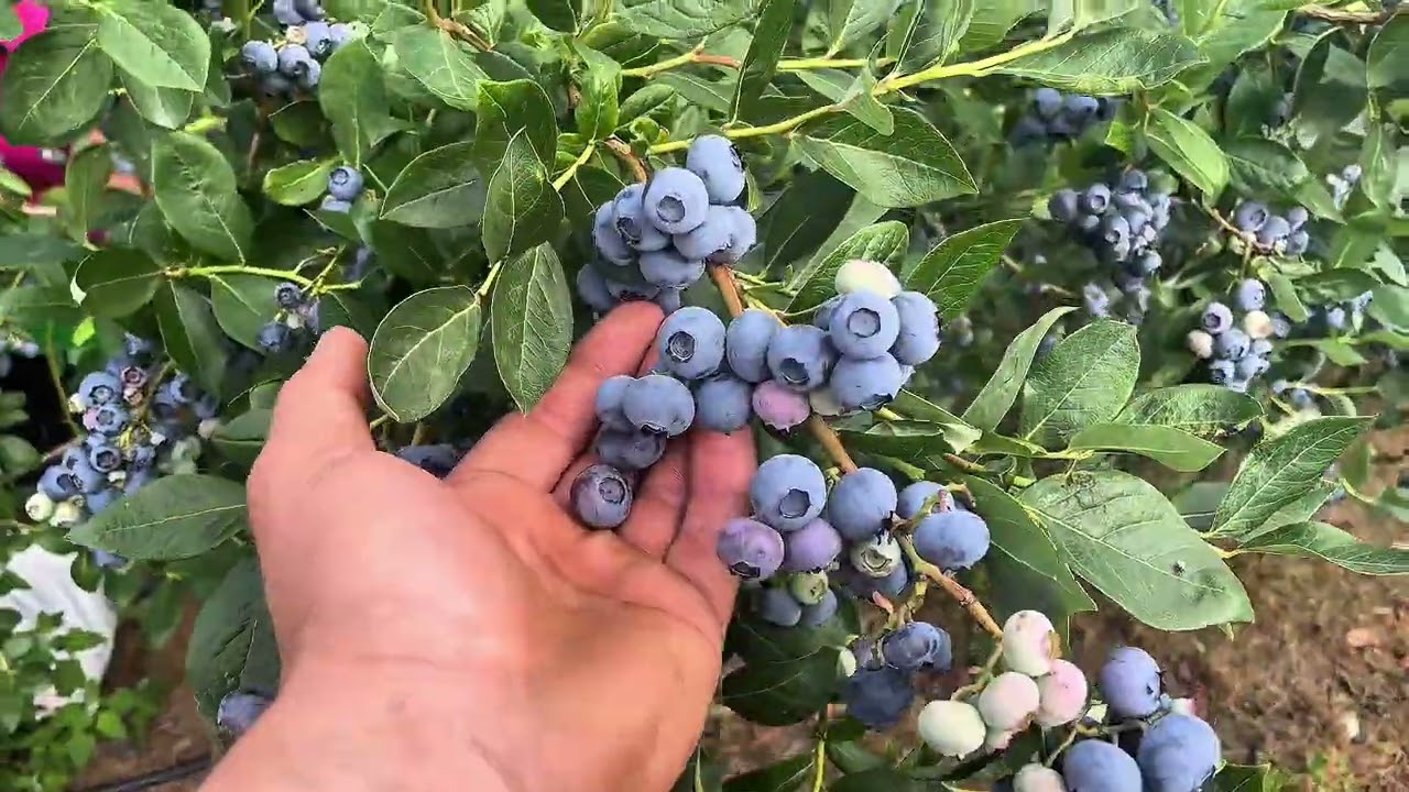 Borówka Duke Drapper Calypso Liberty Nelson Talisman ? Która odmiana najlepsza ? #sadownictwo