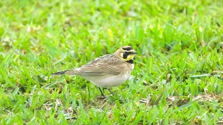 Horned Lark - Pat O'Neil's Video Bird ID's