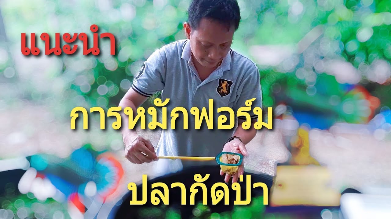 แนะนำ การหมักฟอร์ม ปลากัดป่า